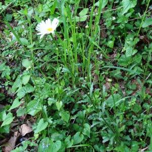 Photographie n°1340638 du taxon Leucanthemum vulgare Lam. [1779]