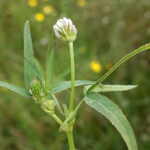 Trifolium strictum L. (Trèfle droit)