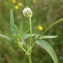  Liliane Roubaudi - Trifolium strictum L. [1755]