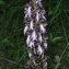  Sylvain Piry - Himantoglossum robertianum (Loisel.) P.Delforge [1999]