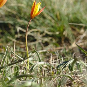 Photographie n°1342894 du taxon Tulipa sylvestris subsp. australis (Link) Pamp. [1914]