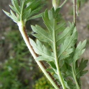 Photographie n°1343101 du taxon Erodium botrys (Cav.) Bertol. [1817]