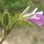  Liliane Roubaudi - Erodium botrys (Cav.) Bertol. [1817]