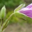  Liliane Roubaudi - Erodium botrys (Cav.) Bertol. [1817]