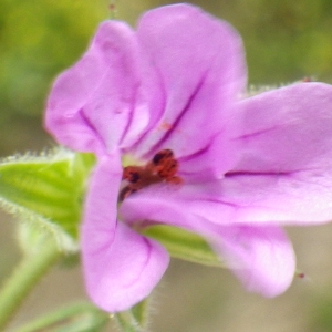 Photographie n°1343123 du taxon Erodium botrys (Cav.) Bertol. [1817]