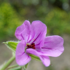 Photographie n°1343124 du taxon Erodium botrys (Cav.) Bertol. [1817]