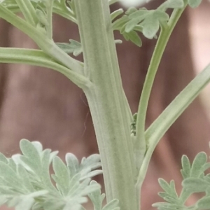 Photographie n°1343406 du taxon Artemisia absinthium L. [1753]