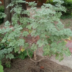 Photographie n°1343407 du taxon Artemisia absinthium L. [1753]