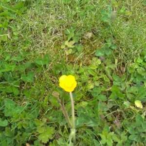 Photographie n°1343776 du taxon Ranunculus repens L. [1753]