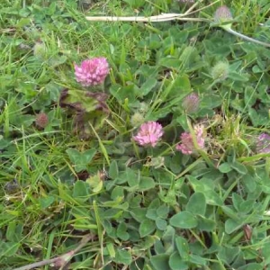 Photographie n°1343778 du taxon Trifolium pratense L. [1753]