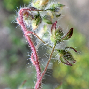 Photographie n°1345243 du taxon Tuberaria praecox (Salzm. ex Boiss. & Reut.) Grosser [1903]