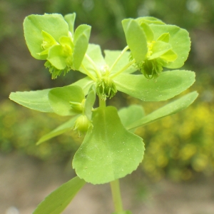 Photographie n°1345321 du taxon Euphorbia cuneifolia Guss. [1826]