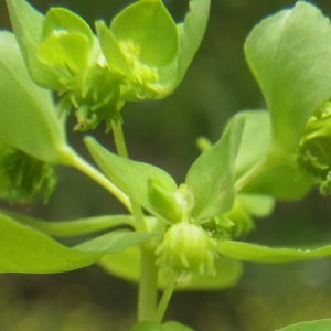 Photographie n°1345331 du taxon Euphorbia cuneifolia Guss. [1826]