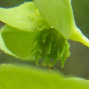  - Euphorbia cuneifolia Guss. [1826]