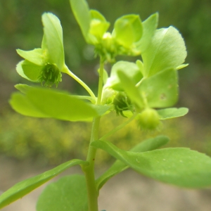Euphorbia cuneifolia Guss. (Euphorbe à feuilles en coin)