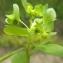  Liliane Roubaudi - Euphorbia cuneifolia Guss. [1826]