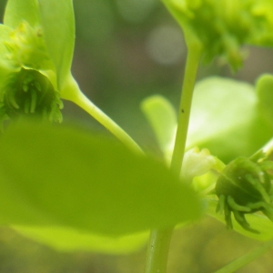  - Euphorbia cuneifolia Guss. [1826]