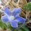  Liliane Roubaudi - Anchusa crispa Viv. [1825]