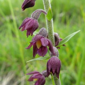 Photographie n°1346638 du taxon Epipactis atrorubens (Hoffm.) Besser [1809]