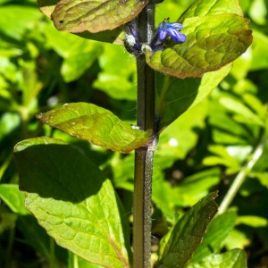 Photographie n°1348638 du taxon Ajuga reptans L. [1753]