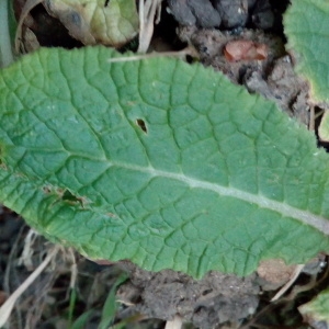 Photographie n°1348739 du taxon Primula L. [1753]