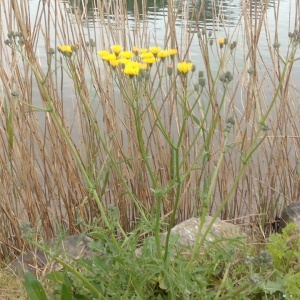 Photographie n°1348752 du taxon Crepis L. [1753]