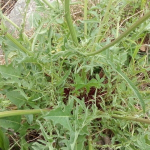 Photographie n°1348756 du taxon Crepis L. [1753]