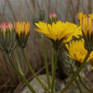 Photographie n°1348766 du taxon Crepis L. [1753]