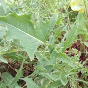 Photographie n°1348773 du taxon Crepis L. [1753]