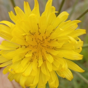 Photographie n°1348783 du taxon Crepis L. [1753]