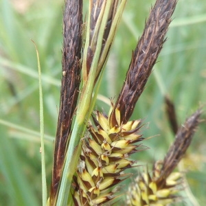 Photographie n°1348821 du taxon Carex riparia Curtis [1783]