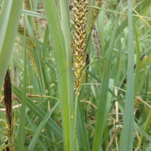 Photographie n°1348824 du taxon Carex riparia Curtis [1783]