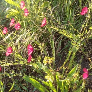 Photographie n°1348847 du taxon Linum grandiflorum Desf. [1798]