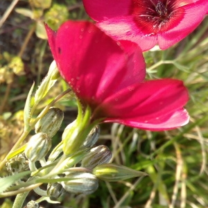 Photographie n°1348852 du taxon Linum grandiflorum Desf. [1798]