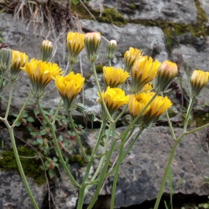 Photographie n°1348864 du taxon Crepis L. [1753]