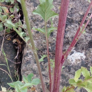 Photographie n°1348872 du taxon Crepis L. [1753]