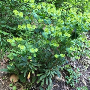 Photographie n°1349662 du taxon Euphorbia amygdaloides L. [1753]