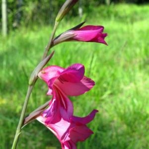 Photographie n°1352001 du taxon Gladiolus italicus Mill. [1768]