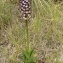 Florent Beck - Orchis purpurea Huds. [1762]