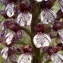  Florent Beck - Orchis purpurea Huds. [1762]