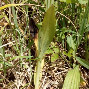Photographie n°1352705 du taxon Ophrys apifera Huds. [1762]