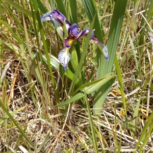 Photographie n°1352706 du taxon Iris graminea L. [1753]