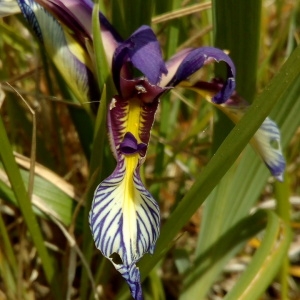Photographie n°1352709 du taxon Iris graminea L. [1753]