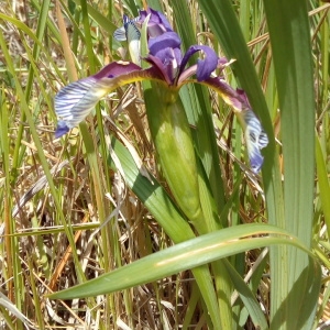 Photographie n°1352711 du taxon Iris graminea L. [1753]