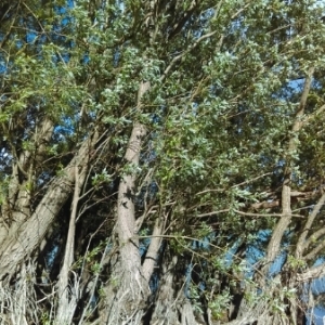 Photographie n°1353544 du taxon Salix alba L. [1753]