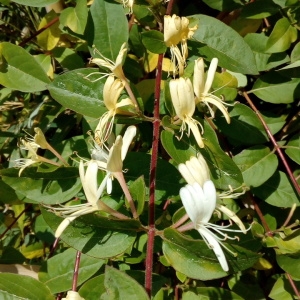 Photographie n°1353558 du taxon Lonicera japonica Thunb. [1784]