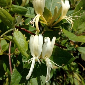 Photographie n°1353560 du taxon Lonicera japonica Thunb. [1784]