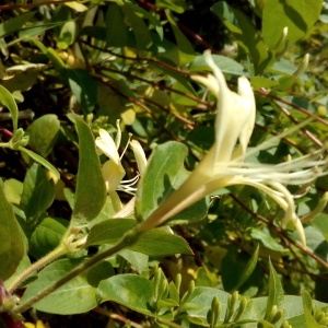 Photographie n°1353563 du taxon Lonicera japonica Thunb. [1784]