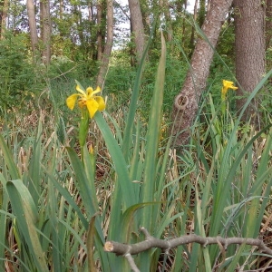 Photographie n°1353607 du taxon Iris pseudacorus L. [1753]