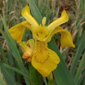 Photographie n°1353608 du taxon Iris pseudacorus L. [1753]